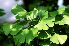 ginkgo biloba in kenya ginkgo biloba tree benefits ginkgo biloba uses ginkgo biloba capsules interactions ginkgo biloba dosage ginkgo biloba memory pills ginkgo biloba interactions ginkgo biloba benefits for men ginkgo biloba side effects take ginkgo biloba in the morning or night Nairobi Kenya daresalaam tanzania juba south sudan Khartoum sudan Kigali Rwanda kampala Uganda bunjumbura Burundi kinshasaDRC ginkgo biloba Maputo Mozambique accra Ghana Dakar Senegal Lusaka Zambia Monrovia angola jibouti asmara Eritrea tunis Tunisia rabat morocco cairo Egypt Harare zimbambwe diaremedium Mauritius Seychelles Pretoria south Africa ginkgo biloba tree lagos Nigeria detox and body cleansing products shop capeverde eguitorial guinea mogadishu Somalia adisababa Ethiopia togo Liberia sierraleone ginkgo biloba products shop africa +254723408602