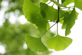 ginkgo biloba in kenya ginkgo biloba tree benefits ginkgo biloba uses ginkgo biloba capsules interactions ginkgo biloba dosage ginkgo biloba memory pills ginkgo biloba interactions ginkgo biloba benefits for men ginkgo biloba side effects take ginkgo biloba in the morning or night Nairobi Kenya daresalaam tanzania juba south sudan Khartoum sudan Kigali Rwanda kampala Uganda bunjumbura Burundi kinshasaDRC ginkgo biloba Maputo Mozambique accra Ghana Dakar Senegal Lusaka Zambia Monrovia angola jibouti asmara Eritrea tunis Tunisia rabat morocco cairo Egypt Harare zimbambwe diaremedium Mauritius Seychelles Pretoria south Africa ginkgo biloba tree lagos Nigeria detox and body cleansing products shop capeverde eguitorial guinea mogadishu Somalia adisababa Ethiopia togo Liberia sierraleone ginkgo biloba products shop africa +254723408602