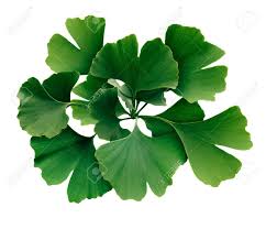 ginkgo biloba in kenya ginkgo biloba tree benefits ginkgo biloba uses ginkgo biloba capsules interactions ginkgo biloba dosage ginkgo biloba memory pills ginkgo biloba interactions ginkgo biloba benefits for men ginkgo biloba side effects take ginkgo biloba in the morning or night Nairobi Kenya daresalaam tanzania juba south sudan Khartoum sudan Kigali Rwanda kampala Uganda bunjumbura Burundi kinshasaDRC ginkgo biloba Maputo Mozambique accra Ghana Dakar Senegal Lusaka Zambia Monrovia angola jibouti asmara Eritrea tunis Tunisia rabat morocco cairo Egypt Harare zimbambwe diaremedium Mauritius Seychelles Pretoria south Africa ginkgo biloba tree lagos Nigeria detox and body cleansing products shop capeverde eguitorial guinea mogadishu Somalia adisababa Ethiopia togo Liberia sierraleone ginkgo biloba products shop africa +254723408602