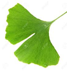 ginkgo biloba in kenya ginkgo biloba tree benefits ginkgo biloba uses ginkgo biloba capsules interactions ginkgo biloba dosage ginkgo biloba memory pills ginkgo biloba interactions ginkgo biloba benefits for men ginkgo biloba side effects take ginkgo biloba in the morning or night Nairobi Kenya daresalaam tanzania juba south sudan Khartoum sudan Kigali Rwanda kampala Uganda bunjumbura Burundi kinshasaDRC ginkgo biloba Maputo Mozambique accra Ghana Dakar Senegal Lusaka Zambia Monrovia angola jibouti asmara Eritrea tunis Tunisia rabat morocco cairo Egypt Harare zimbambwe diaremedium Mauritius Seychelles Pretoria south Africa ginkgo biloba tree lagos Nigeria detox and body cleansing products shop capeverde eguitorial guinea mogadishu Somalia adisababa Ethiopia togo Liberia sierraleone ginkgo biloba products shop africa +254723408602