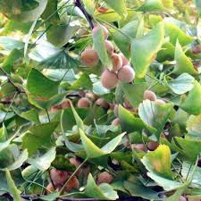 ginkgo biloba in kenya ginkgo biloba tree benefits ginkgo biloba uses ginkgo biloba capsules interactions ginkgo biloba dosage ginkgo biloba memory pills ginkgo biloba interactions ginkgo biloba benefits for men ginkgo biloba side effects take ginkgo biloba in the morning or night Nairobi Kenya daresalaam tanzania juba south sudan Khartoum sudan Kigali Rwanda kampala Uganda bunjumbura Burundi kinshasaDRC ginkgo biloba Maputo Mozambique accra Ghana Dakar Senegal Lusaka Zambia Monrovia angola jibouti asmara Eritrea tunis Tunisia rabat morocco cairo Egypt Harare zimbambwe diaremedium Mauritius Seychelles Pretoria south Africa ginkgo biloba tree lagos Nigeria detox and body cleansing products shop capeverde eguitorial guinea mogadishu Somalia adisababa Ethiopia togo Liberia sierraleone ginkgo biloba products shop africa +254723408602