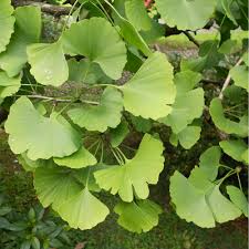 ginkgo biloba in kenya ginkgo biloba tree benefits ginkgo biloba uses ginkgo biloba capsules interactions ginkgo biloba dosage ginkgo biloba memory pills ginkgo biloba interactions ginkgo biloba benefits for men ginkgo biloba side effects take ginkgo biloba in the morning or night Nairobi Kenya daresalaam tanzania juba south sudan Khartoum sudan Kigali Rwanda kampala Uganda bunjumbura Burundi kinshasaDRC ginkgo biloba Maputo Mozambique accra Ghana Dakar Senegal Lusaka Zambia Monrovia angola jibouti asmara Eritrea tunis Tunisia rabat morocco cairo Egypt Harare zimbambwe diaremedium Mauritius Seychelles Pretoria south Africa ginkgo biloba tree lagos Nigeria detox and body cleansing products shop capeverde eguitorial guinea mogadishu Somalia adisababa Ethiopia togo Liberia sierraleone ginkgo biloba products shop africa +254723408602