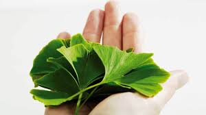 ginkgo biloba in kenya ginkgo biloba tree benefits ginkgo biloba uses ginkgo biloba capsules interactions ginkgo biloba dosage ginkgo biloba memory pills ginkgo biloba interactions ginkgo biloba benefits for men ginkgo biloba side effects take ginkgo biloba in the morning or night Nairobi Kenya daresalaam tanzania juba south sudan Khartoum sudan Kigali Rwanda kampala Uganda bunjumbura Burundi kinshasaDRC ginkgo biloba Maputo Mozambique accra Ghana Dakar Senegal Lusaka Zambia Monrovia angola jibouti asmara Eritrea tunis Tunisia rabat morocco cairo Egypt Harare zimbambwe diaremedium Mauritius Seychelles Pretoria south Africa ginkgo biloba tree lagos Nigeria detox and body cleansing products shop capeverde eguitorial guinea mogadishu Somalia adisababa Ethiopia togo Liberia sierraleone ginkgo biloba products shop africa +254723408602