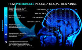  Tease Blue Pheromone, BDSM KITs,Gspotkenya sex tablets